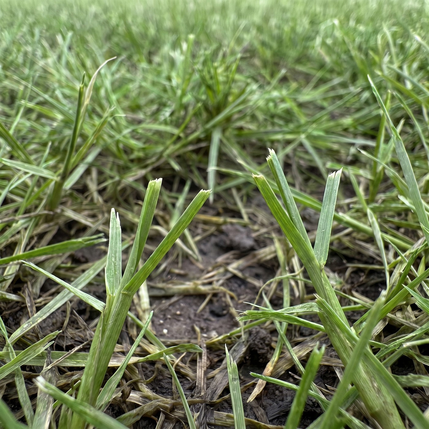 Schone snede en egaal groen gras na maaien met een scherp mes