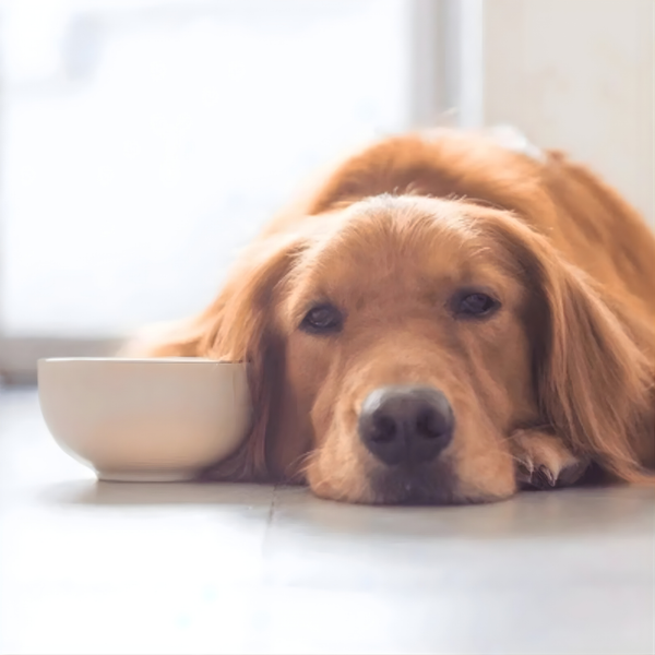 HydraPaw™ - Zorg dat je hond écht gehydrateerd blijft, zonder meer te drinken